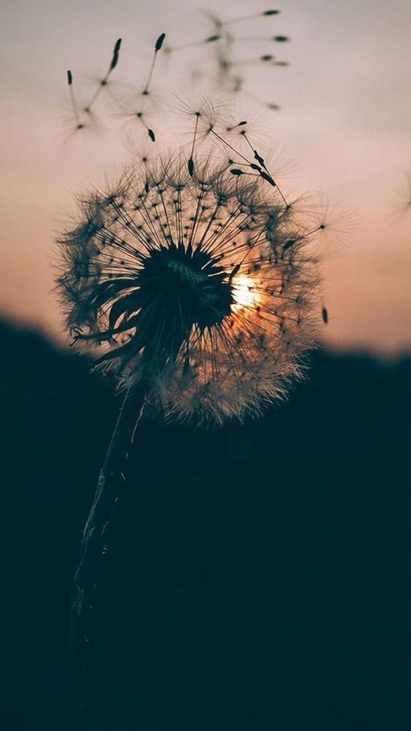 одуванчики эстетика