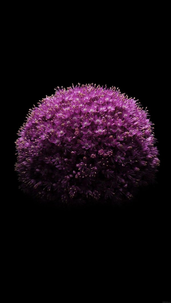 фиолетовые цветки