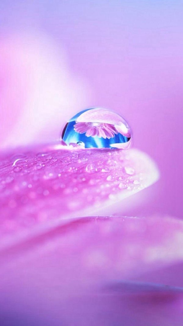 сиреневые капли