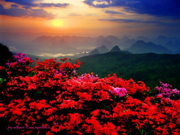 цветок в горах