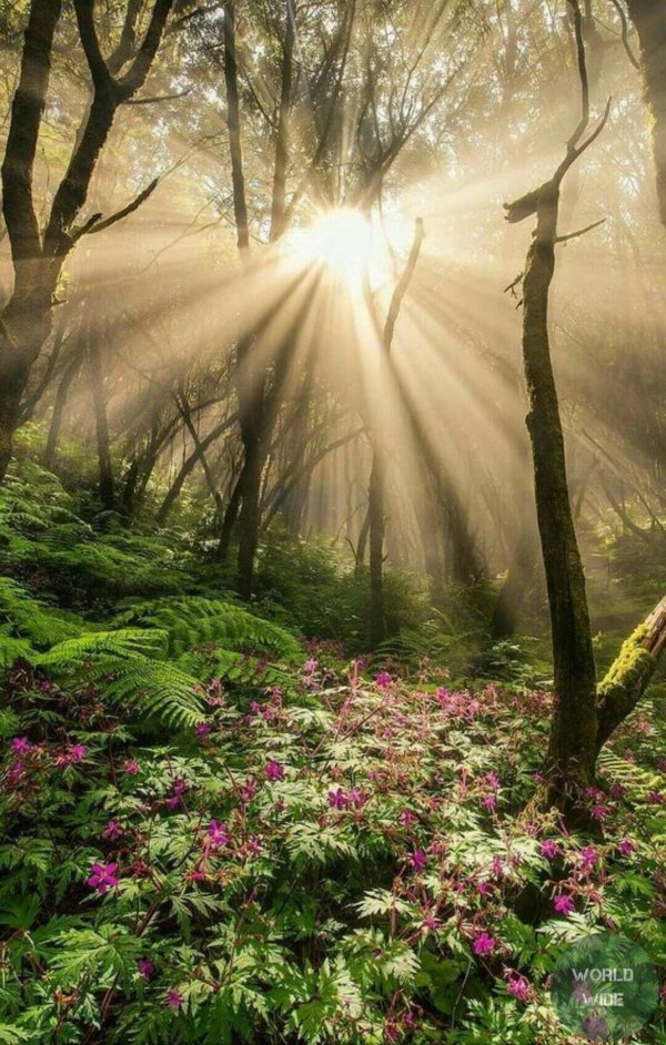 красивые леса