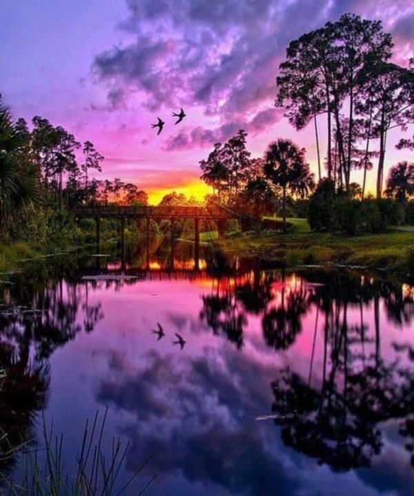 лес на закате