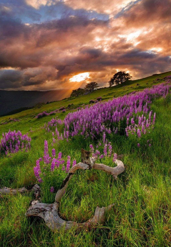 вереск в шотландии