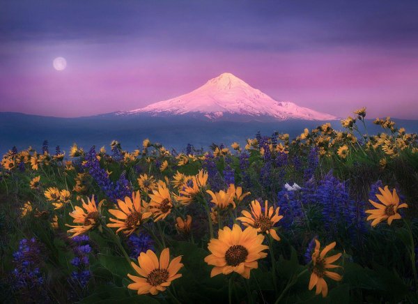 прекрасный мир природы