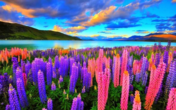 текапо новая зеландия