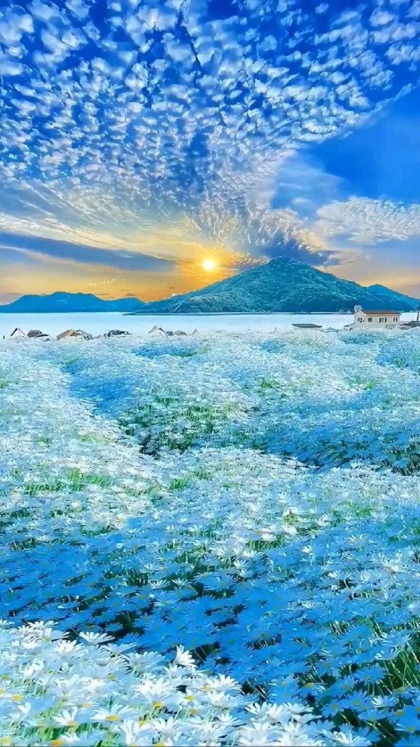 ромашковое поле