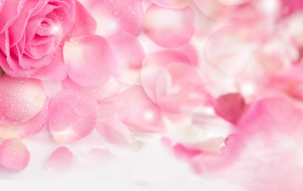 розовые лепестки