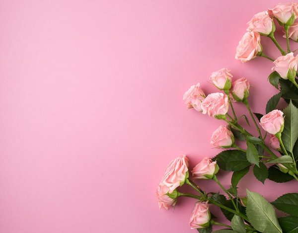 розовая роза