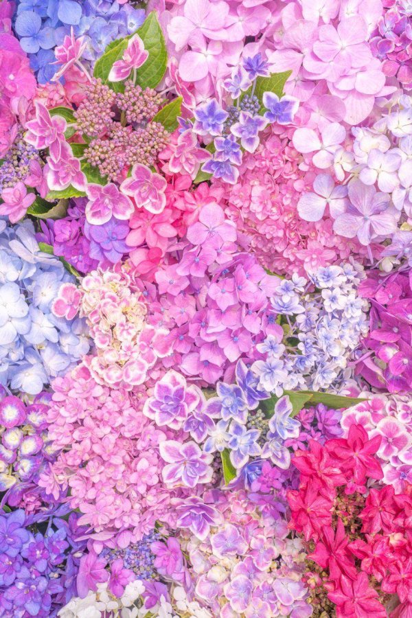 крупнолистная гортензия