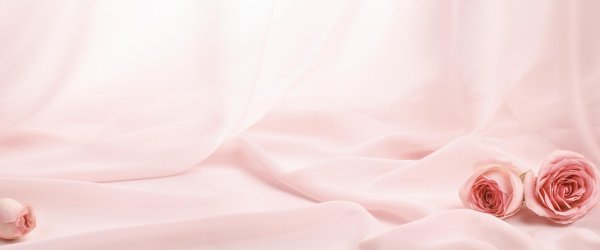 нежно розовая роза