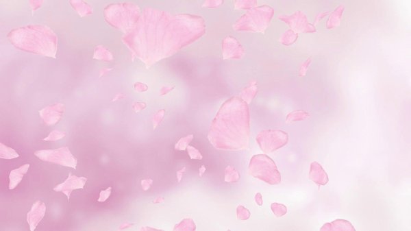 сакура лепестки