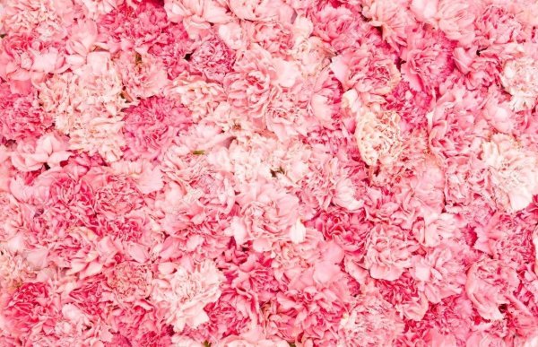 цветочные фоны