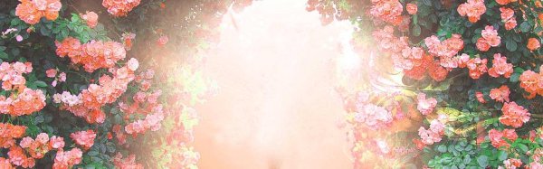 цветочные фоны