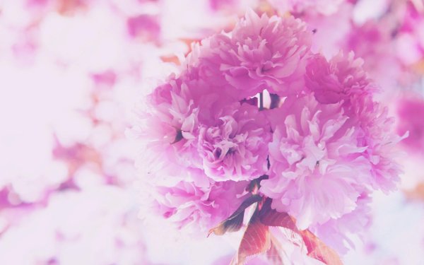 розовые пионы