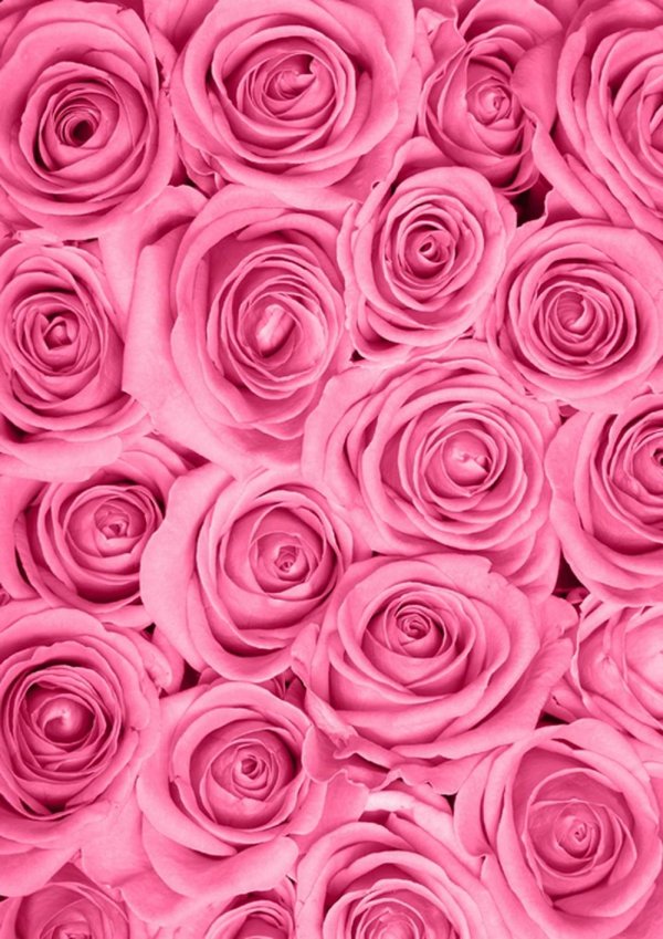 розовая роза