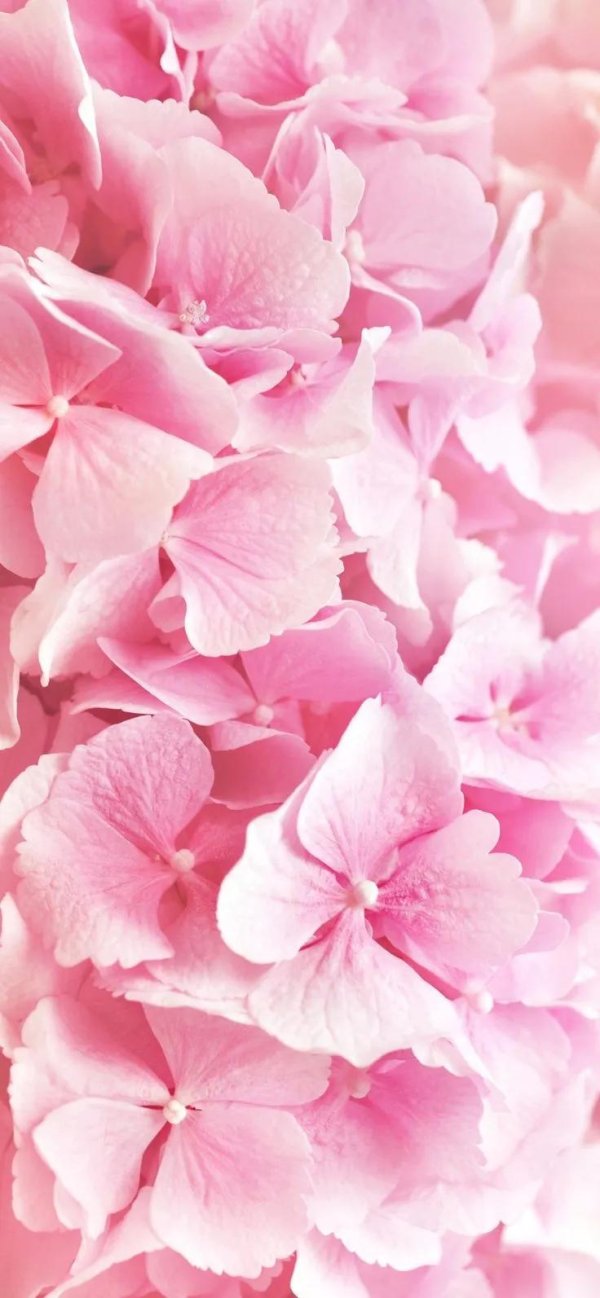 гортензия тиффани пинк