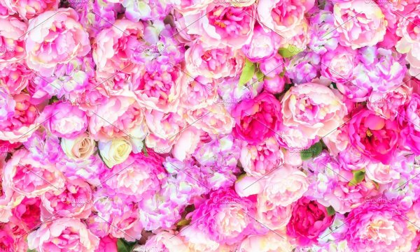 розовые пионы