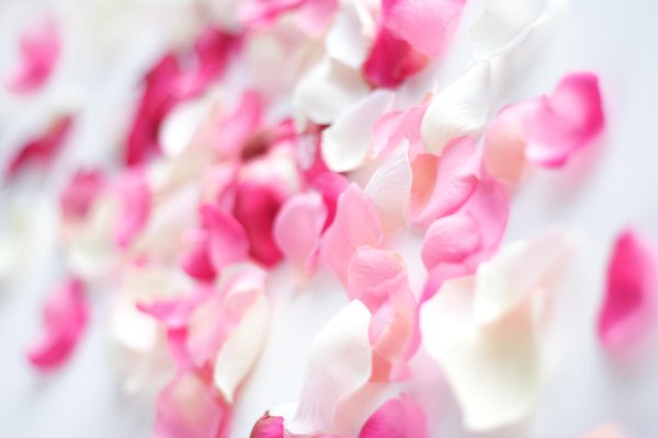 лепестки роз