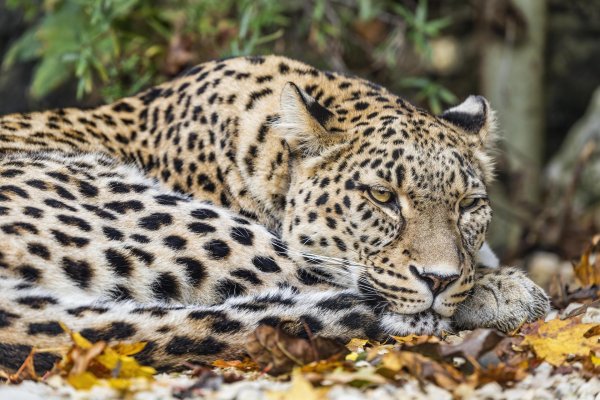 животные хищные