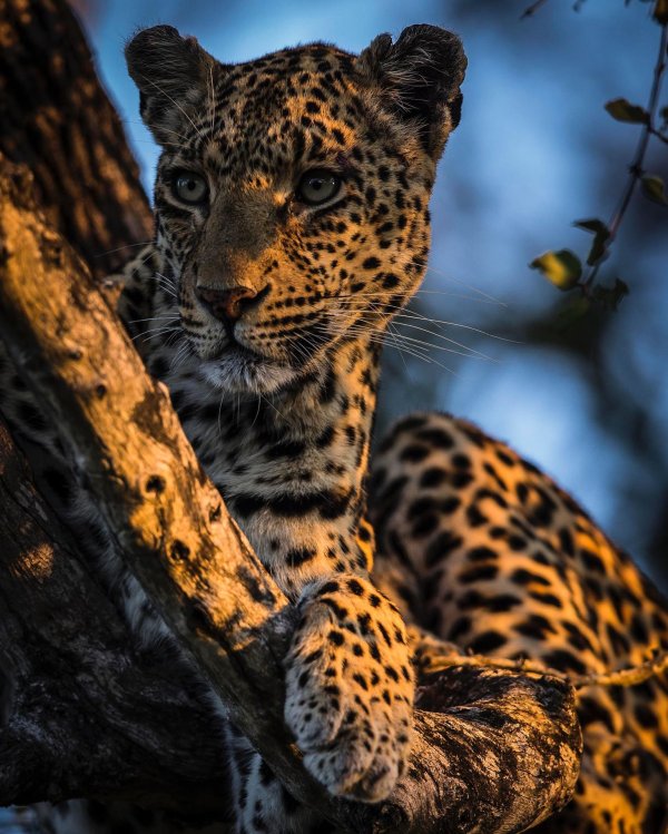 берберийский леопард