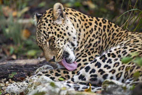 леопард хищник