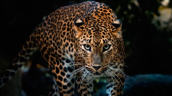 ягуар животное