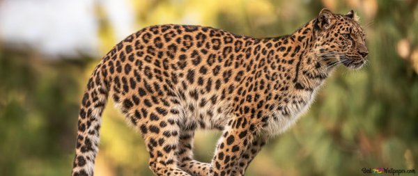 переднеазиатский леопард