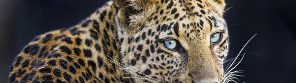 хищные животные