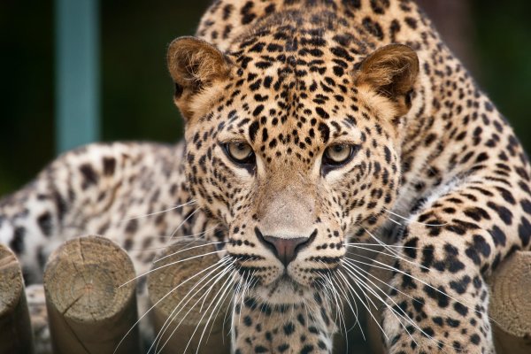 переднеазиатский леопард