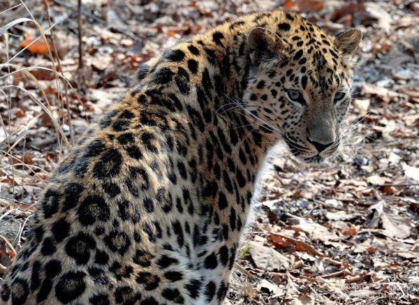 леопард приморье дальневосточный