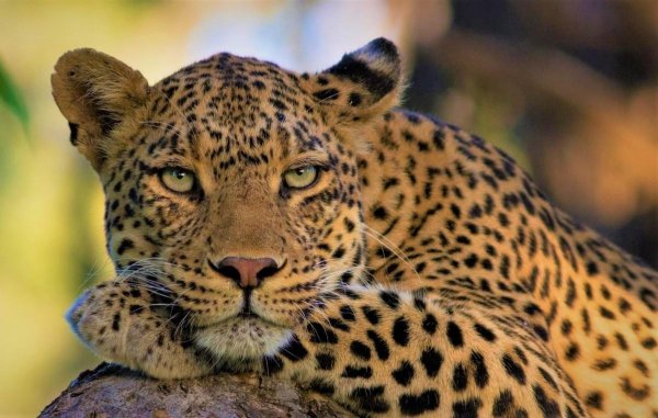 живые леопарды