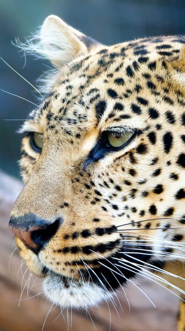 леопард лицо