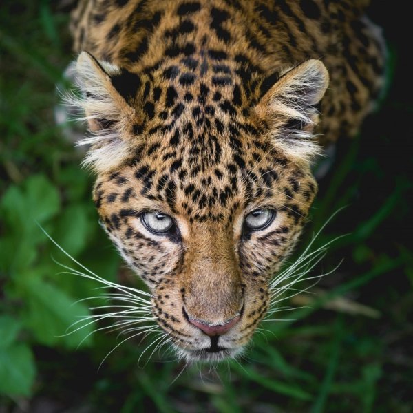 леопард морда