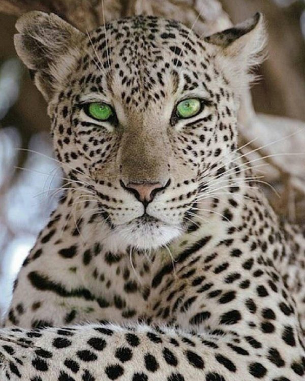 глаза леопарда
