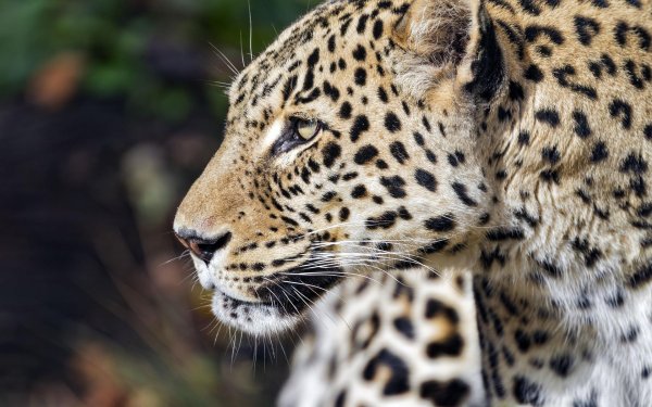 леопард хищник