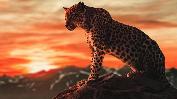 леопард в саванне