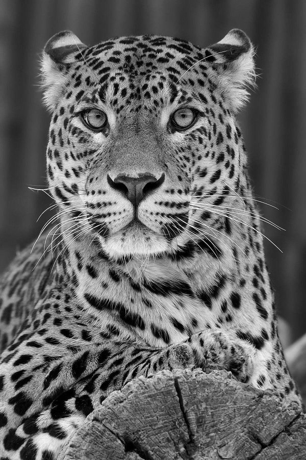 леопард черно белый