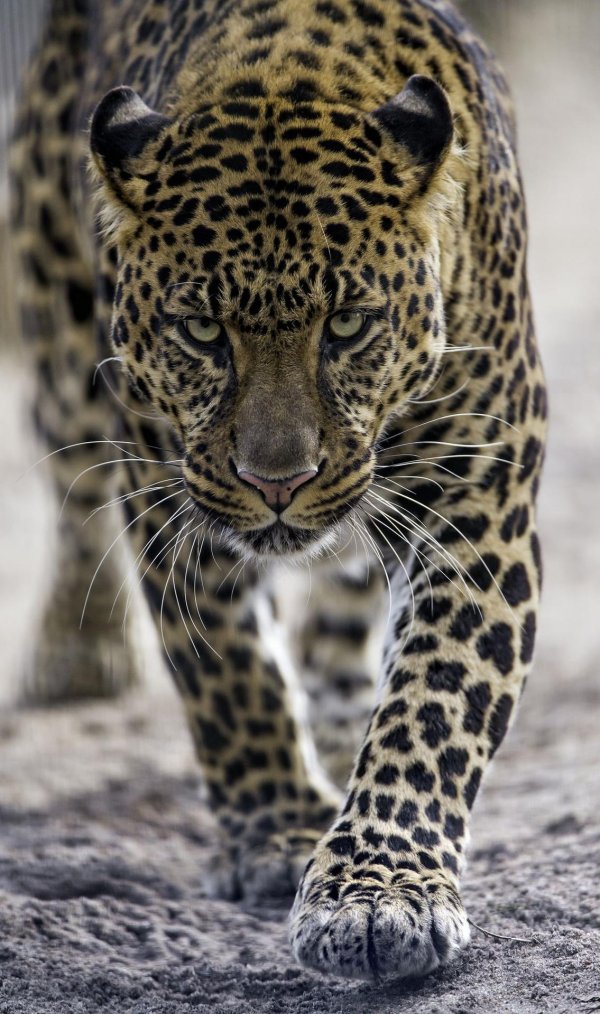 южноафриканский ягуар