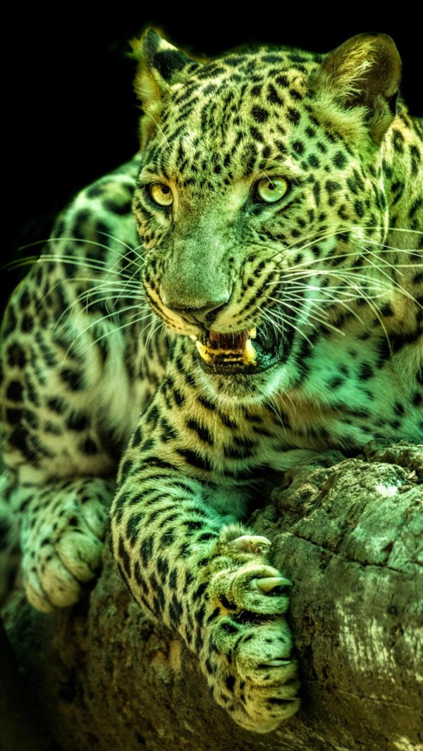 хищные животные