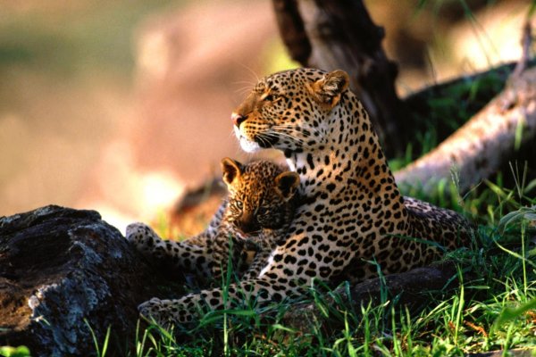 самка гепарда