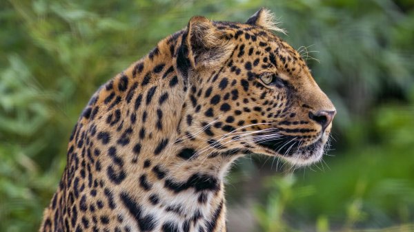 ягуар животное