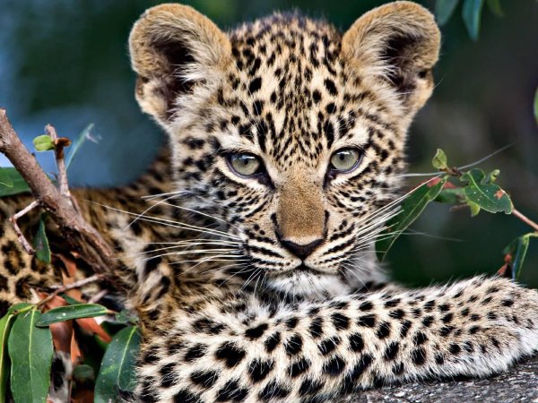 красивые животные