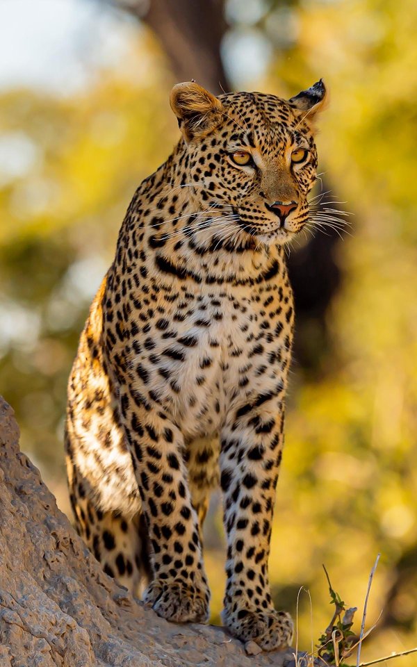 берберийский леопард