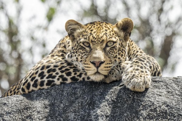 переднеазиатский леопард