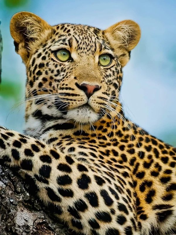 леопард в саванне