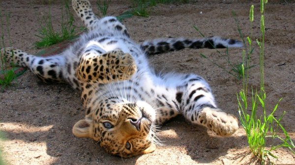 леопард детеныш