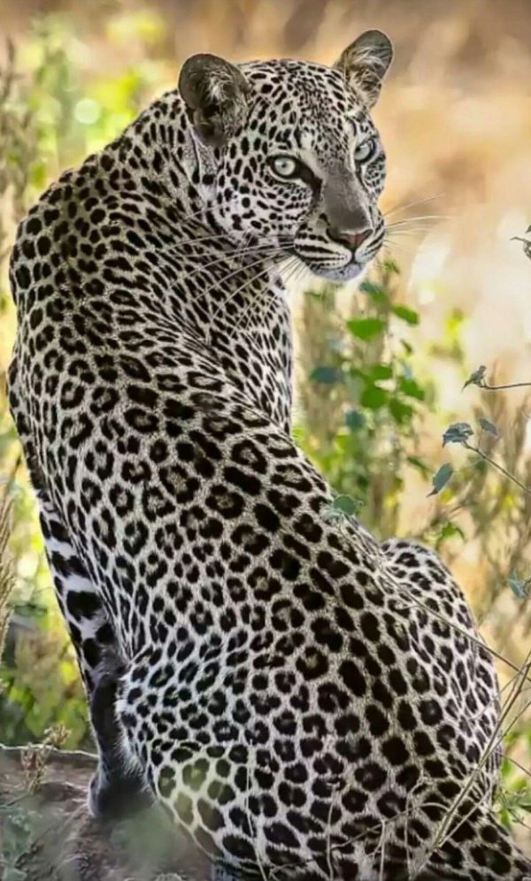 пятнистый ягуар