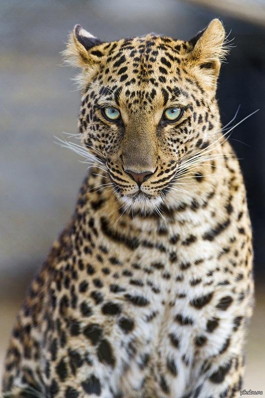 леопард красивый