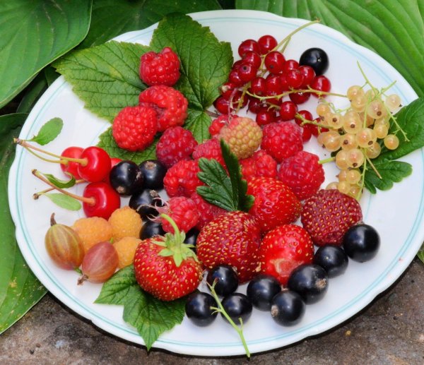 садовая ягода