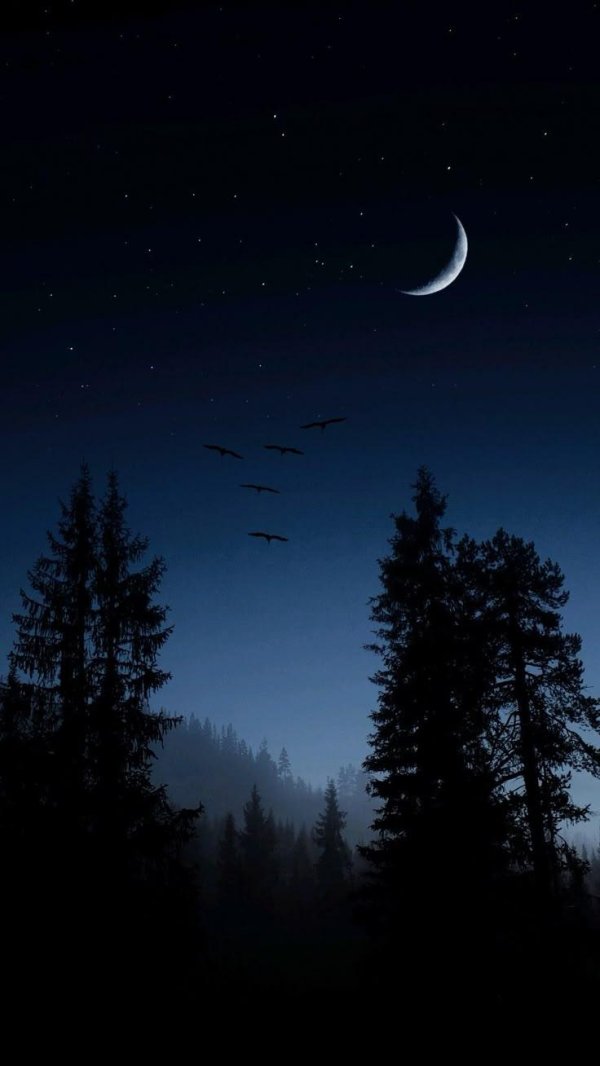 в лесу ночью